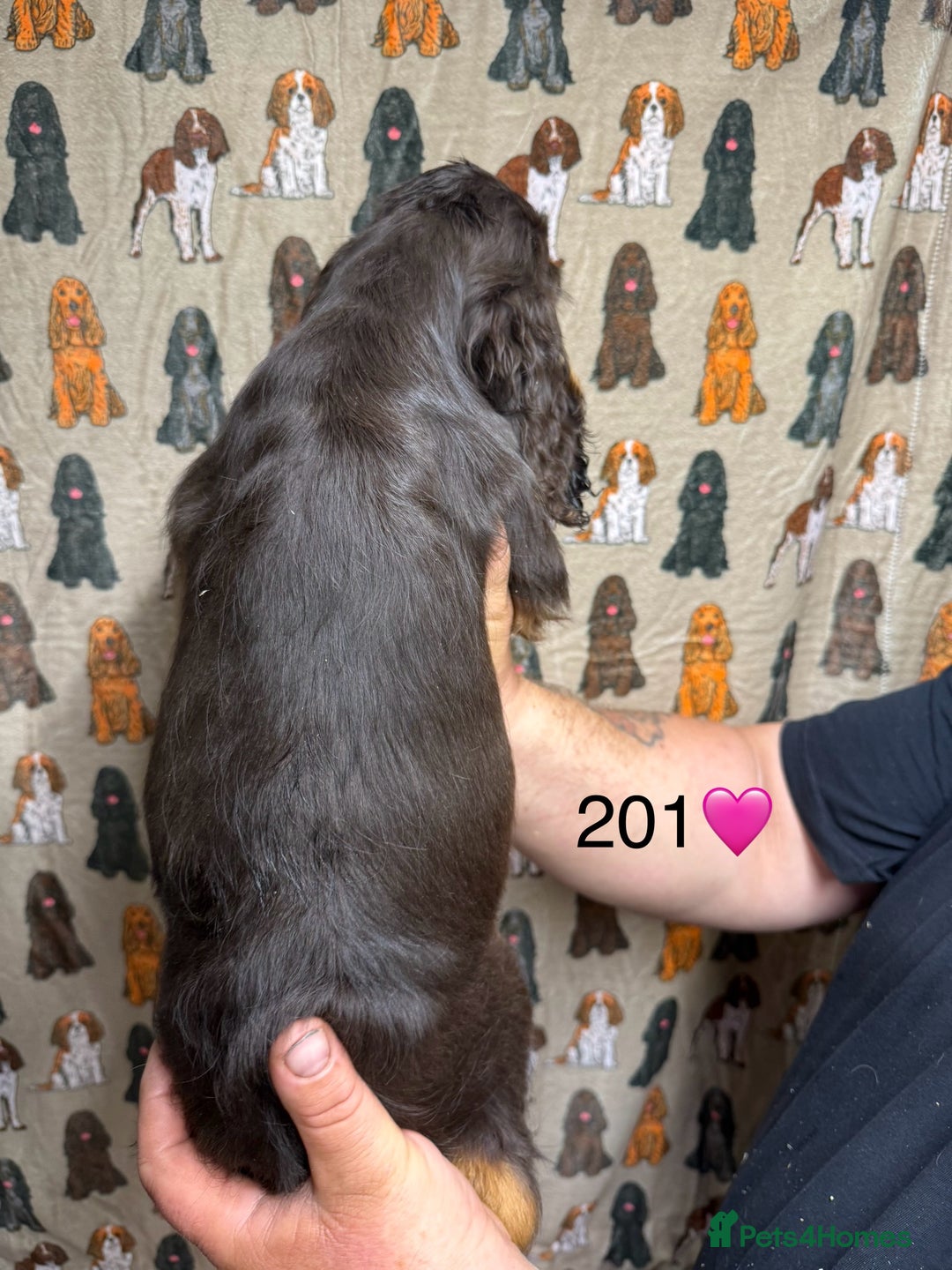 Cocker Spaniel dogs for sale: Chunky show type cocker spaniels  - Image 16
