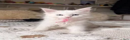 Maine Coon cats for sale: MAINE COON KITTENS. Some polydactyl.  - Advert 3