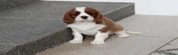 Cavalier King Charles Spaniel dogs for sale: Cavalier King Charles Spaniel puppy  - Advert 19