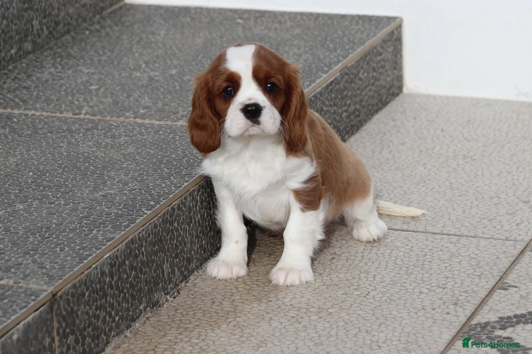 Cavalier King Charles Spaniel dogs for sale: Cavalier King Charles Spaniel puppy  - Advert 19