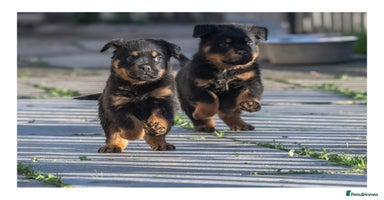 Rottweiler dogs  5-Generation Kennel Club Puppies Elite Bloodlines - Advert 8