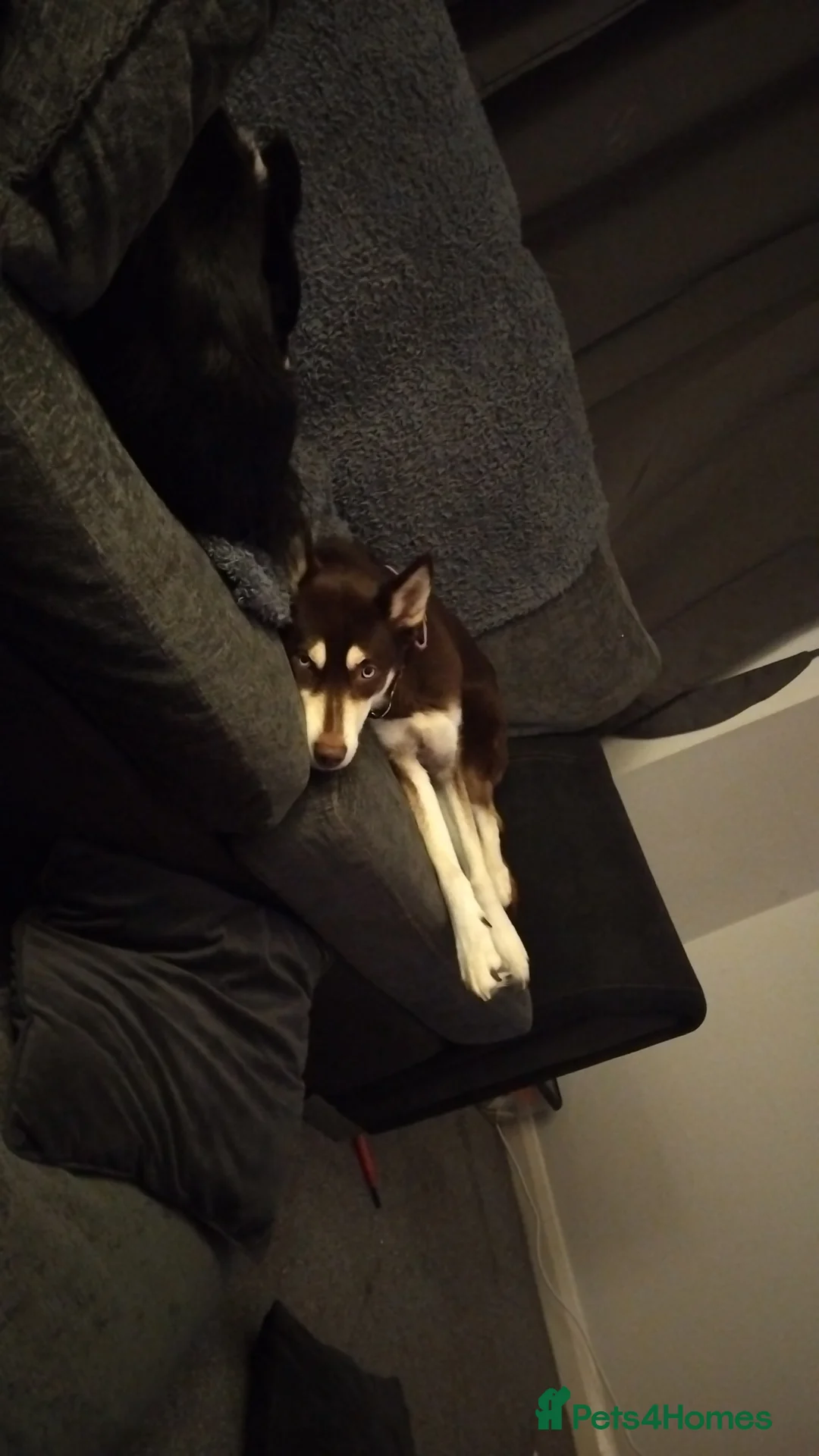 Shepsky dogs for sale: Hallie the shepsky - Advert 6