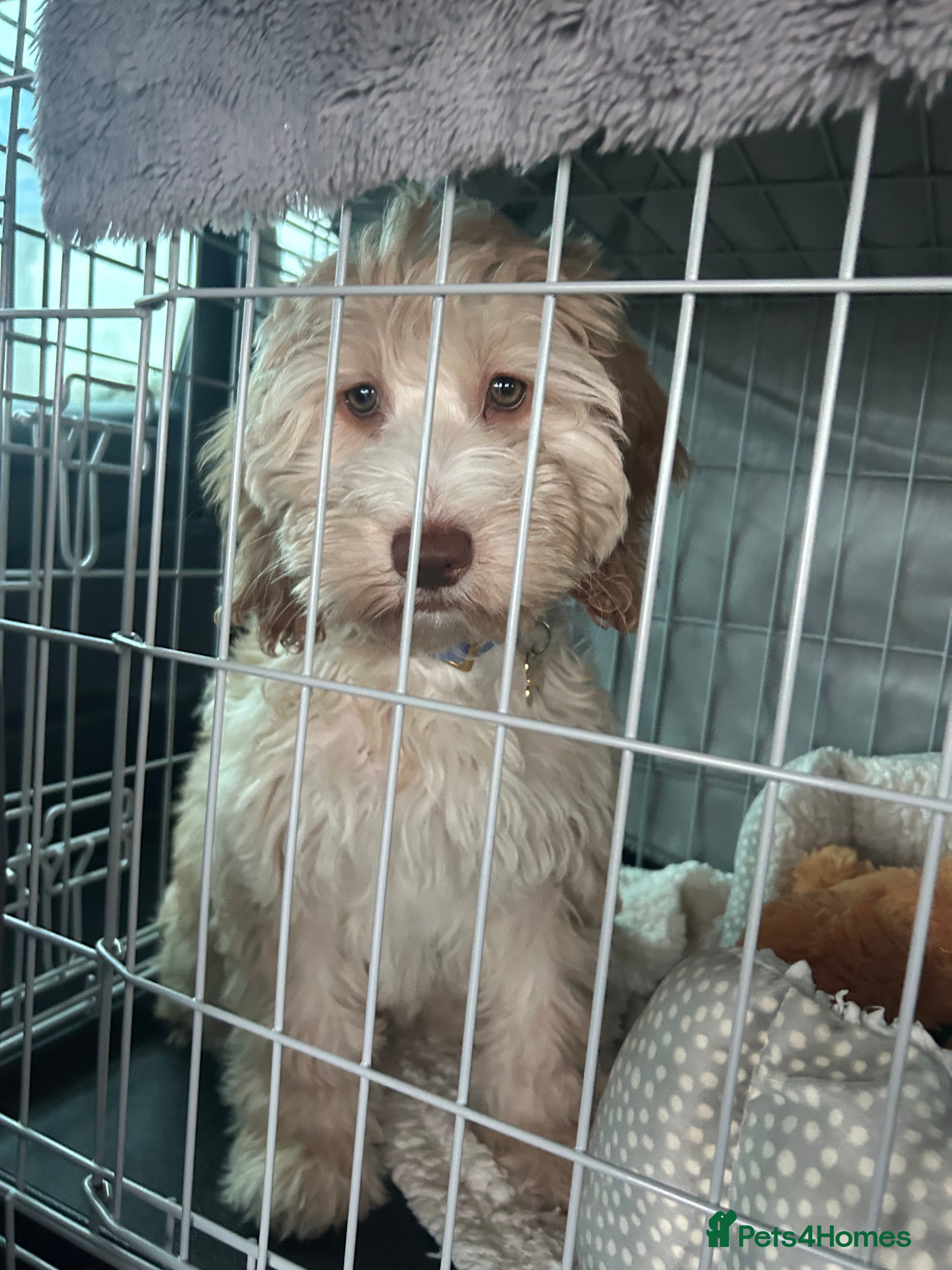 Cockapoo dogs 15 week Cockapoo- toilet trained  - Advert 3