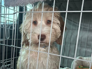 Cockapoo dogs 15 week Cockapoo- toilet trained - Advert 3