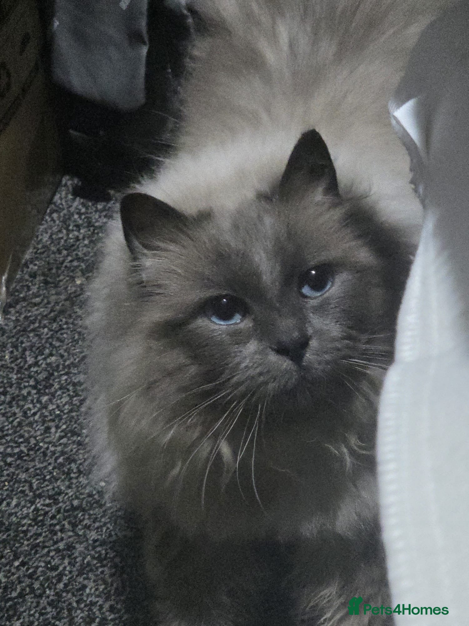 Ragdoll cats Ragdoll blue male and black and white son - Advert 7