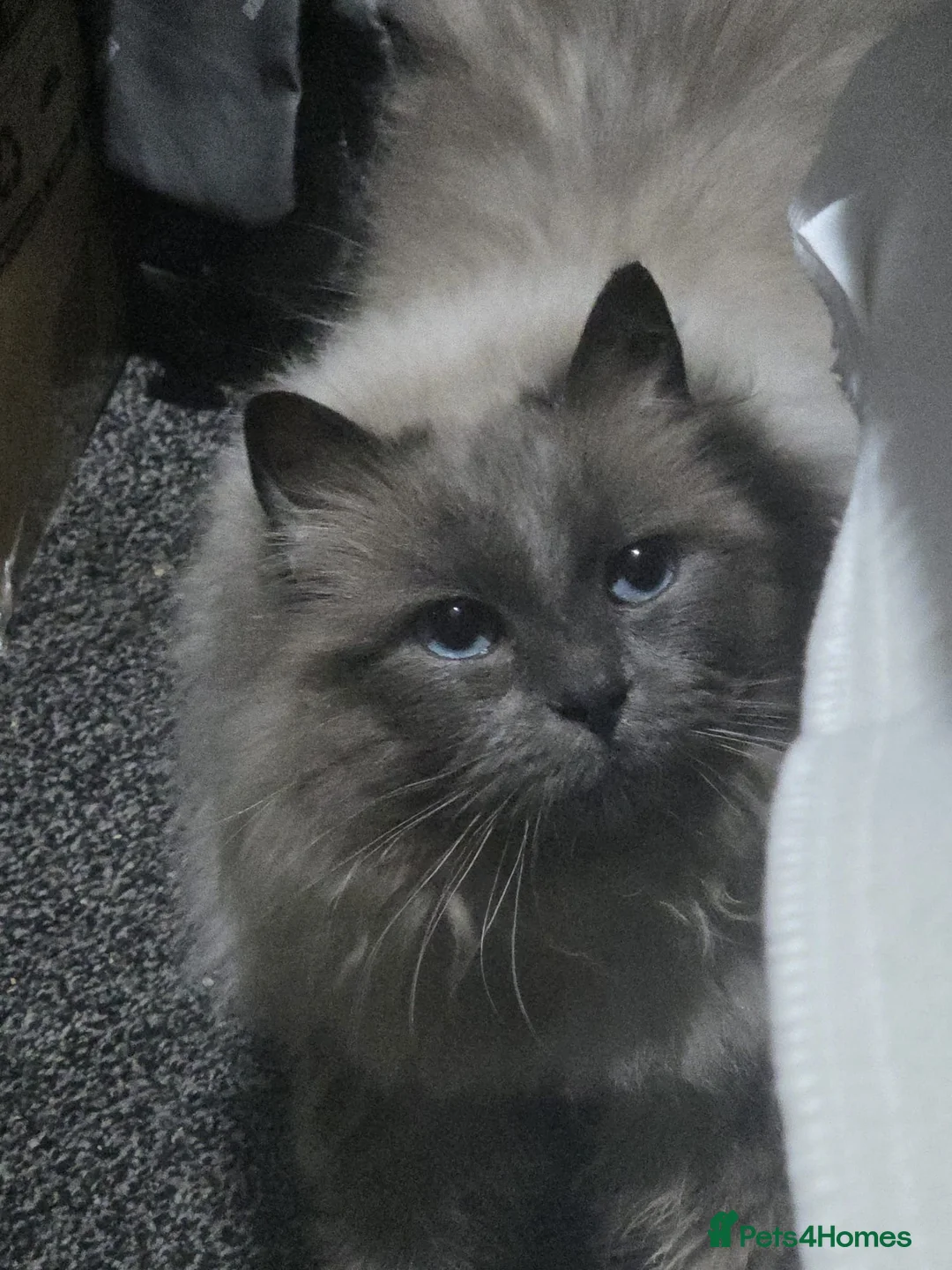 Ragdoll cats for sale: Ragdoll blue male and black and white son - Advert 1