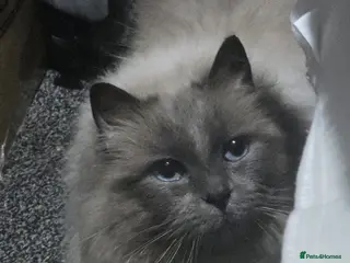 Ragdoll cats Ragdoll blue male and black and white son - Advert 7