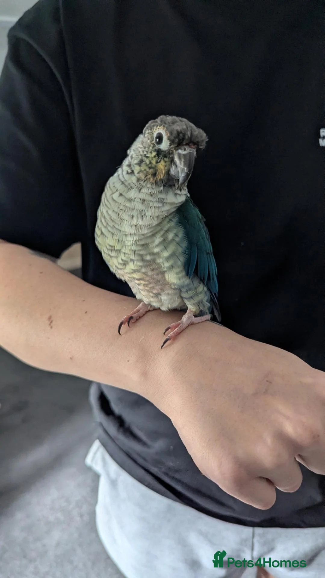 Conures birds for sale: Green cheeked Conure - Advert 2