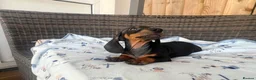 Dachshund dogs for sale: Dachshund  - Advert 13