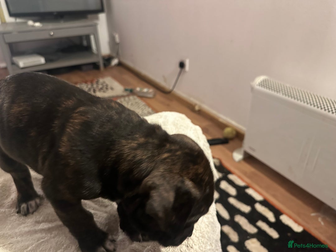 Mixed Breed dogs for sale: Beautiful staffy puppies looking for forever home  - Advert 28