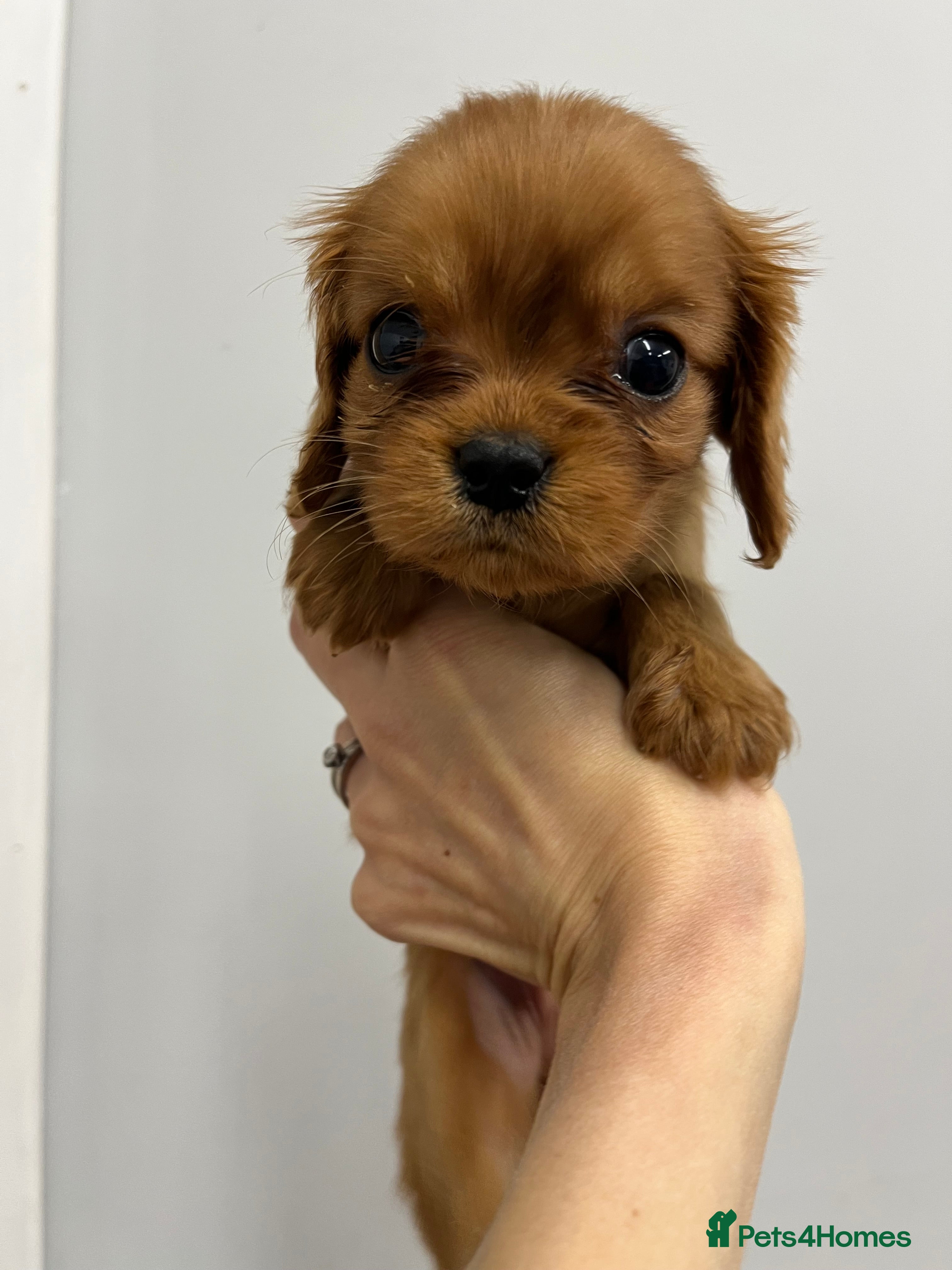 Cavalier King Charles Spaniel dogs Pure pedigree kc registered ruby cavaliers - Advert 6
