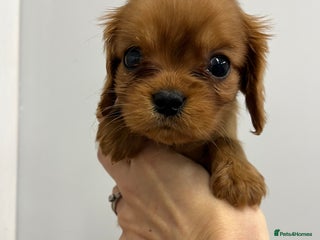 Cavalier King Charles Spaniel dogs Pure pedigree kc registered ruby cavaliers - Advert 16