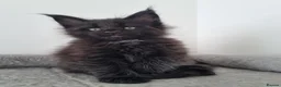 Maine Coon cats for sale: King size Purebred Maine Coon kittens  in Glasgow - Advert 19