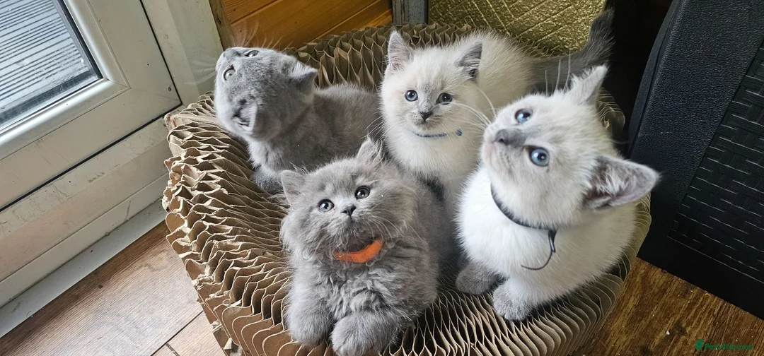 British Shorthair cats for sale: Colourpont bsh - Advert 6