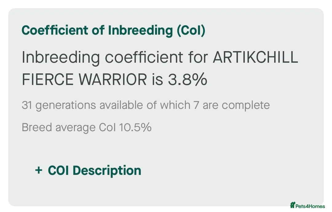 Cocker Spaniel dogs for stud: Striking choc roan & Tan for Stud  - Advert 6