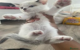 Mixed Breed cats for sale: Kittens for sale  - Image 8