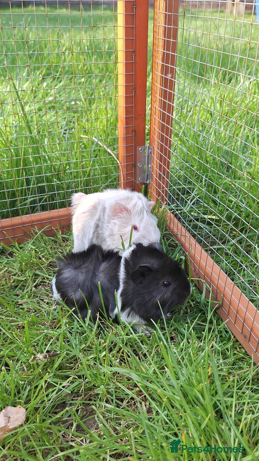 Guinea Pig rodents 2 male baby guinea pigs  - Advert 1
