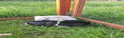 Guinea Pig rodents for sale: 2 male baby guinea pigs  - Advert 1