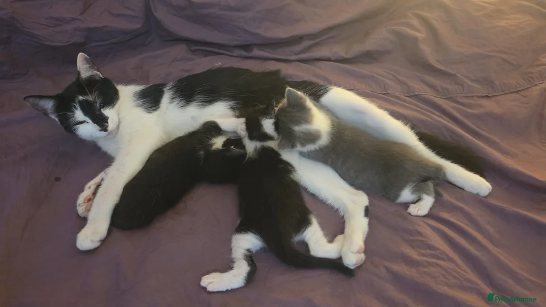 Mixed Breed cats for sale: 3 kittens for sale in Bristol - Advert 2