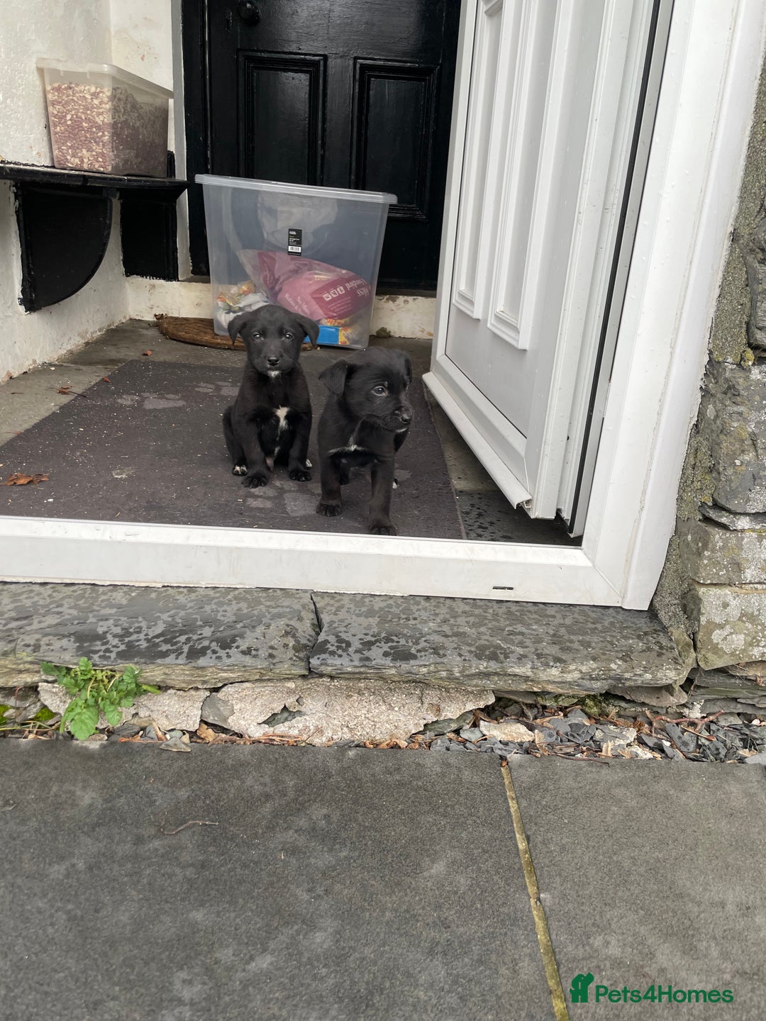 Borador dogs for sale: ⚫️lab x collie puppies ⚪️ - Advert 6