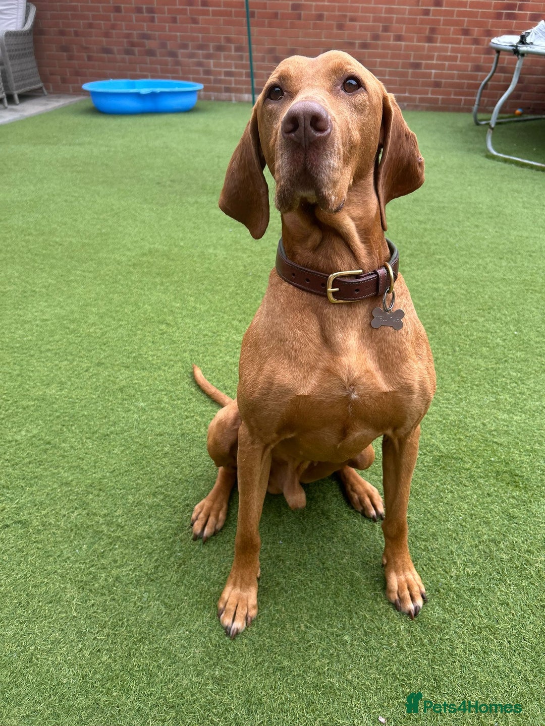 Hungarian Vizsla dogs for stud: Imported Proven KC Stud – Vadaszfai Csete  in Evesham - Image 7