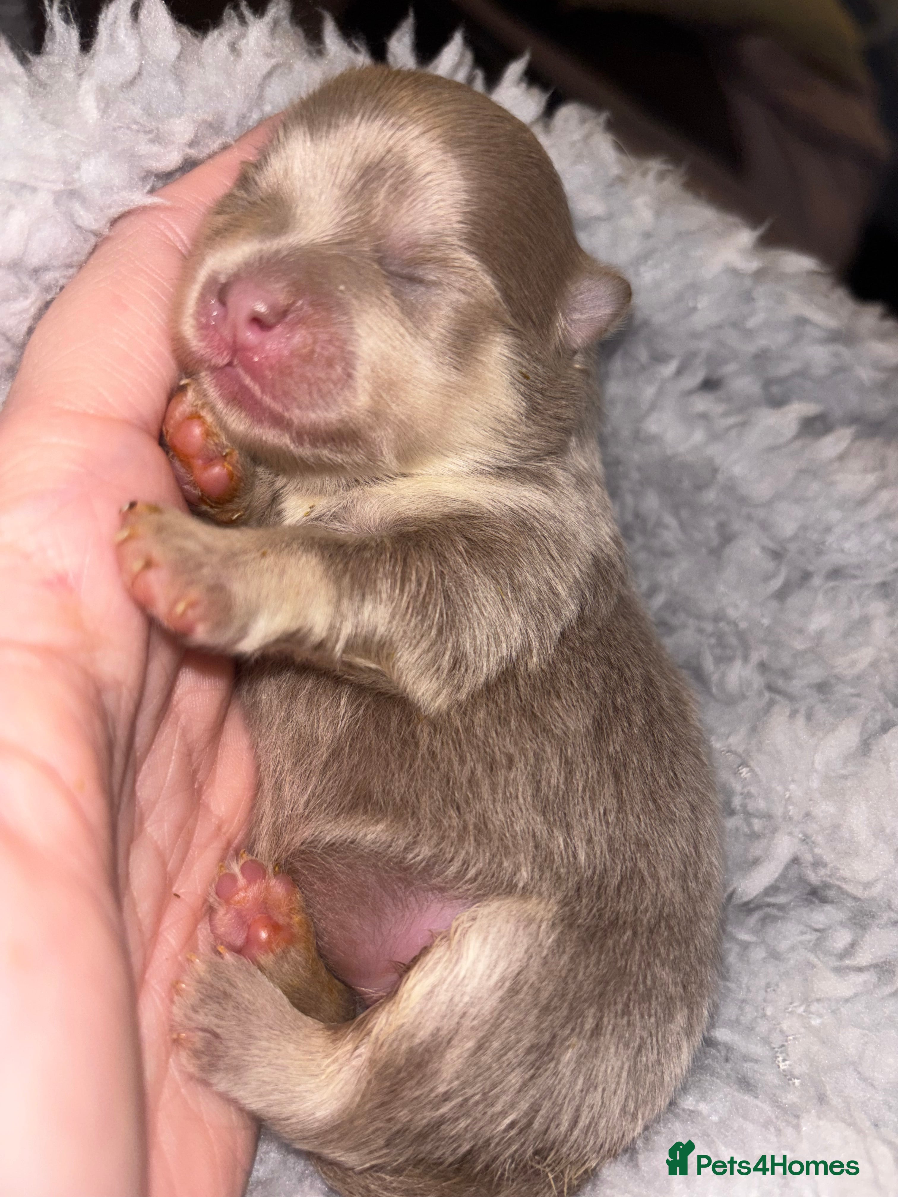 Pomeranian dogs Rare KC Lilac, Blue and Blue Sable Pups!  - Advert 4