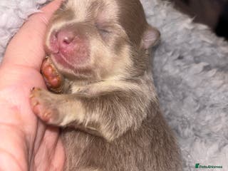 Pomeranian dogs Rare KC Lilac, Blue and Blue Sable Pups! - Advert 4