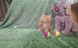 Maine Coon cats for sale: Planned summer babies looking for forever homes - Image 15