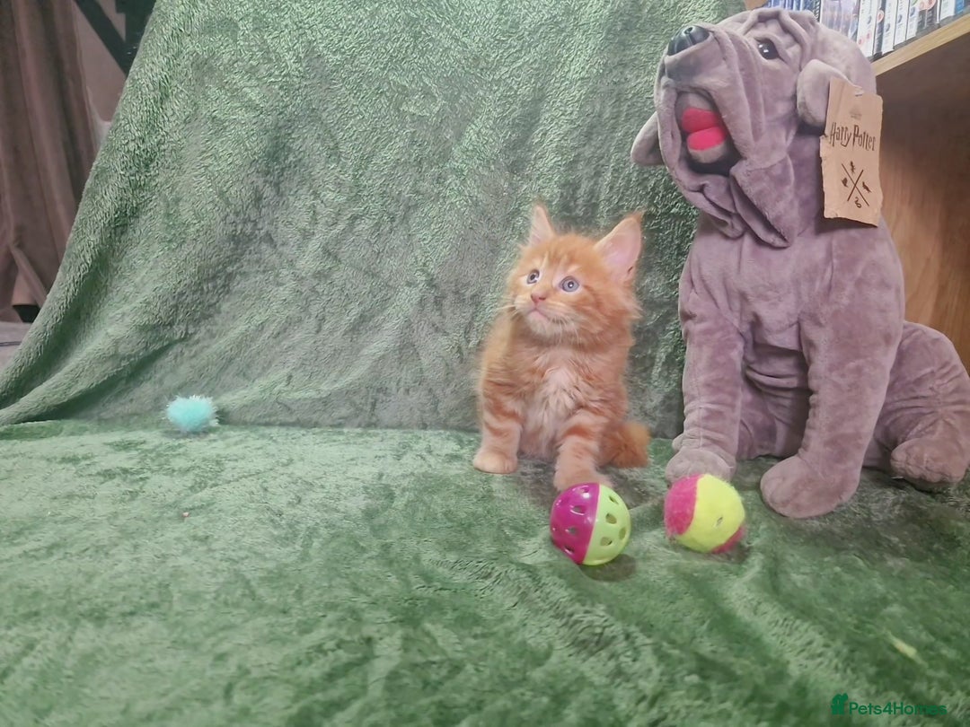 Maine Coon cats for sale: Planned summer babies looking for forever homes - Image 15