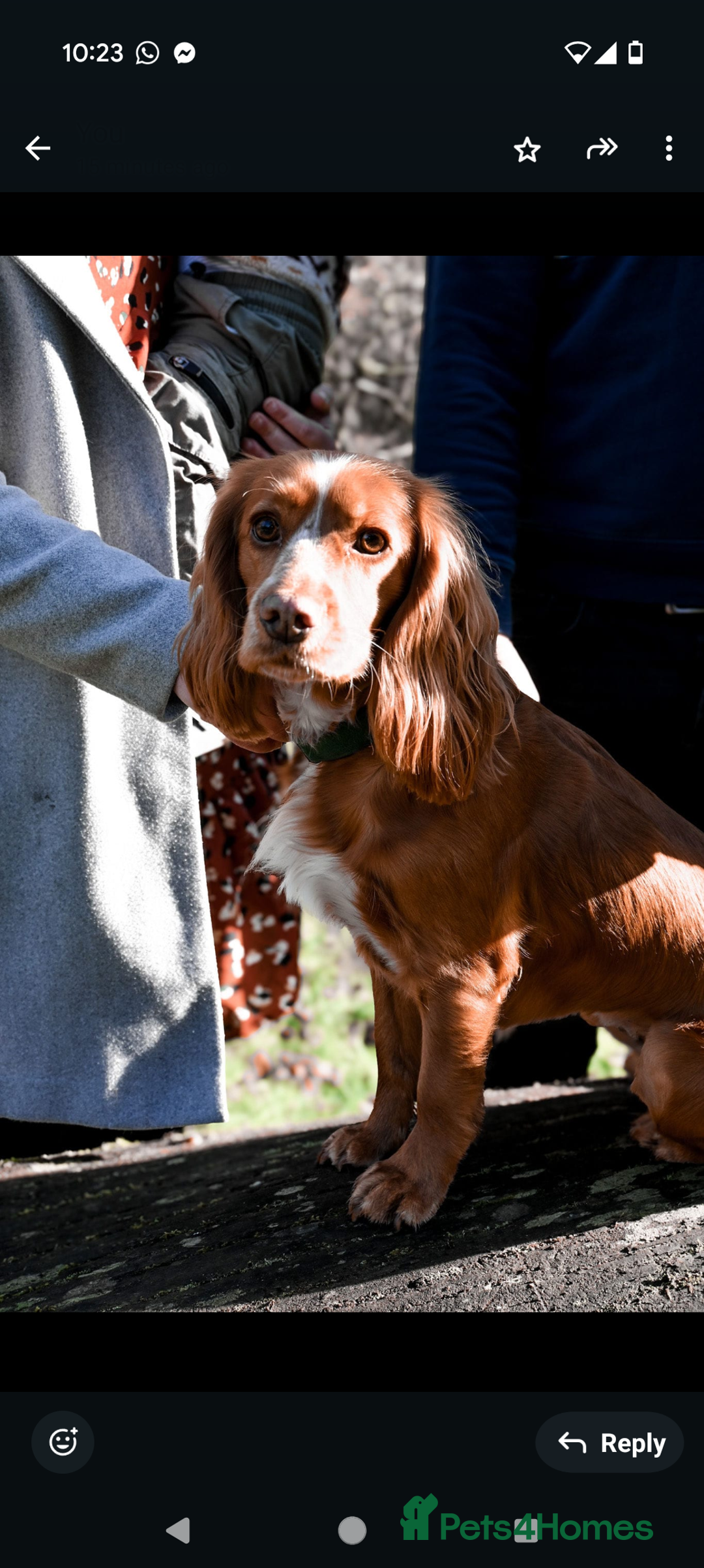 Cocker Spaniel dogs for sale: Beautiful Cocker spaniels - Advert 5