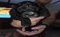 Cockapoo dogs for sale: Cockapoo Pups  - Image 1