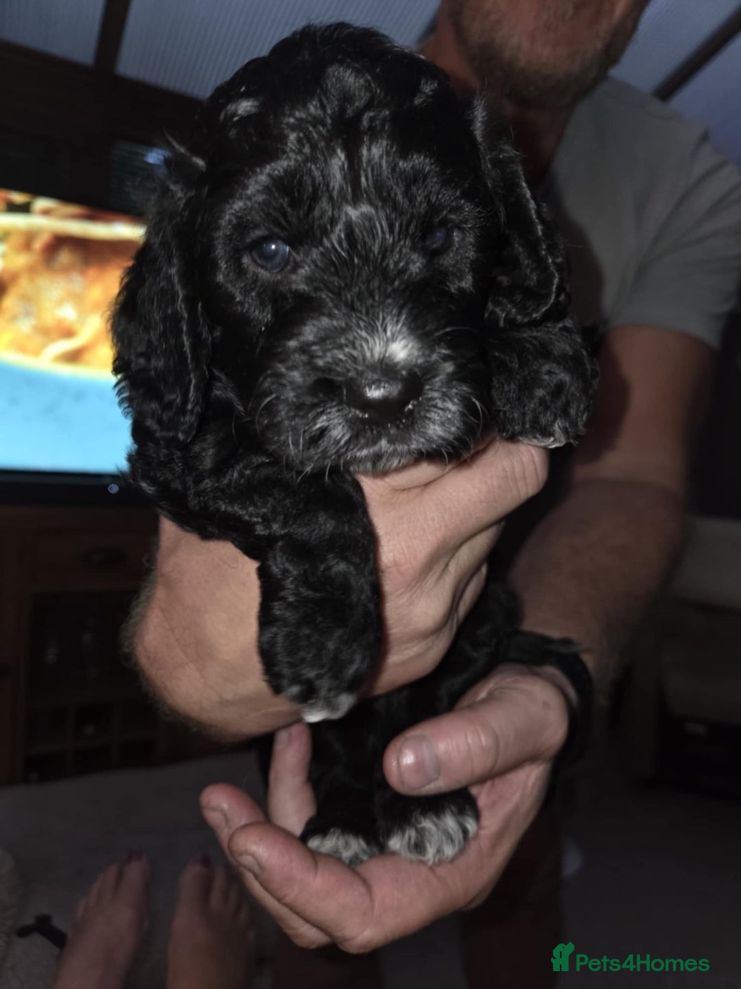 Cockapoo dogs for sale: Cockapoo Pups  - Image 1