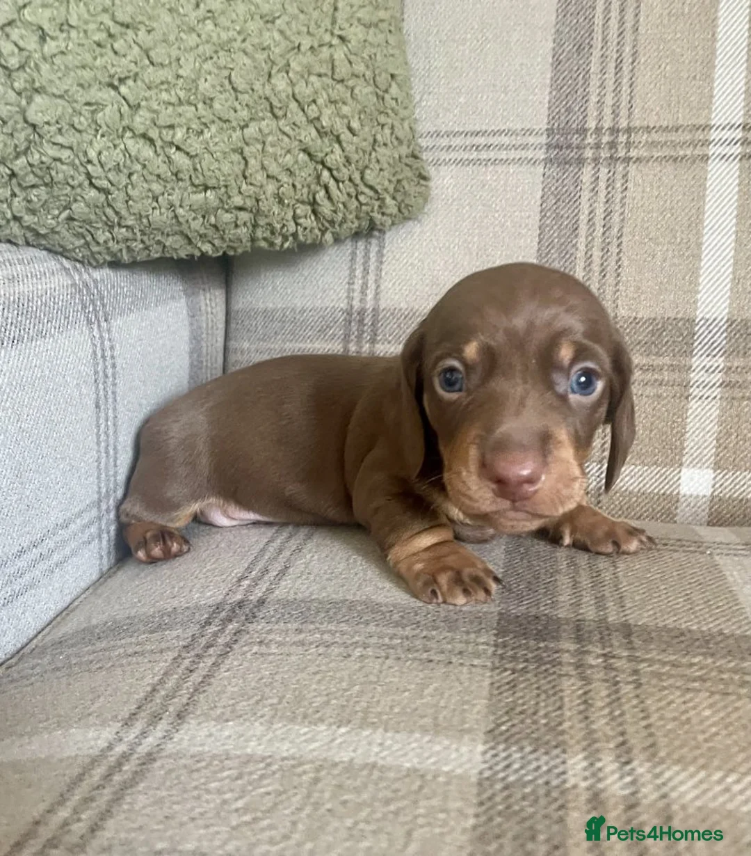 Miniature Dachshund dogs for sale: miniature dachshunds puppies for sale - Advert 3