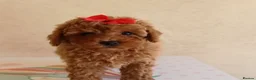 Maltipoo dogs for sale: Stunning Red Girl Maltipoos 🐶  - Advert 18