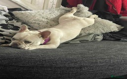 French Bulldog dogs for sale: For sale - Image 3