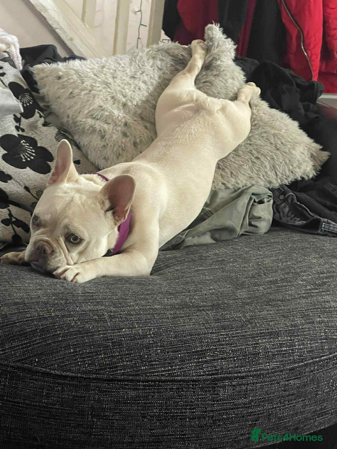 French Bulldog dogs for sale: For sale - Image 3