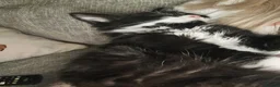 British Longhair cats for sale: Beautiful tuxedo long hair girl - Advert 5