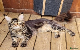 Maine Coon cats for sale: Tica Registered Maine Coon Kittens *ready now* - Image 21