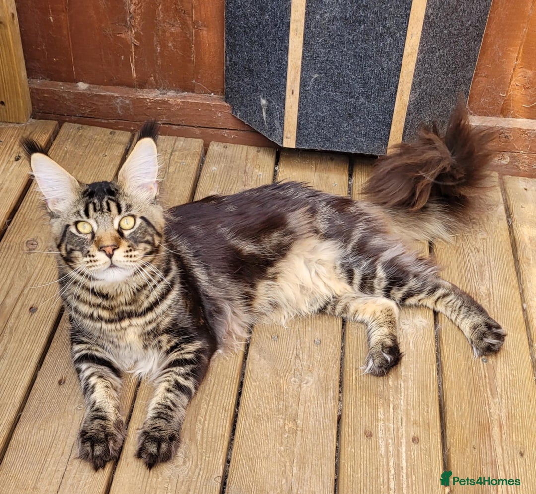 Maine Coon cats for sale: Tica Registered Maine Coon Kittens *ready now* - Image 21