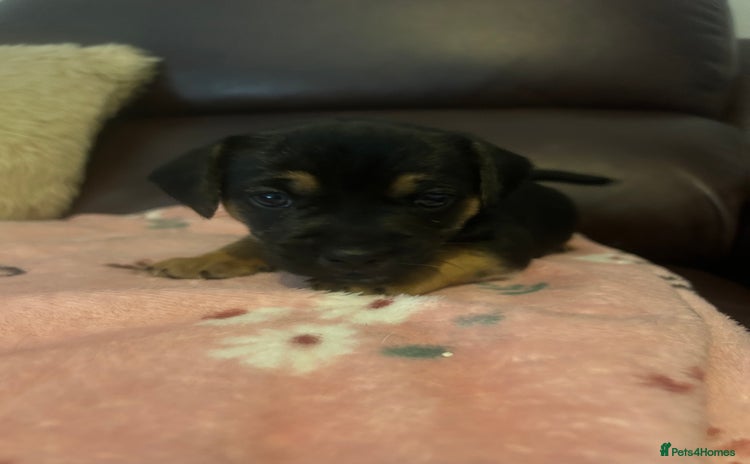 Mixed Breed dogs - Advert 1