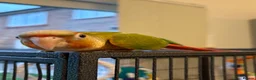 Conures birds for sale: Hand reared conure parrots  - Advert 8