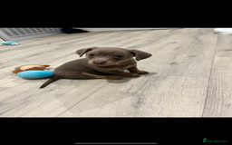 Dachshund dogs for sale: Dachshund puppies ready to leave !  - Image 1