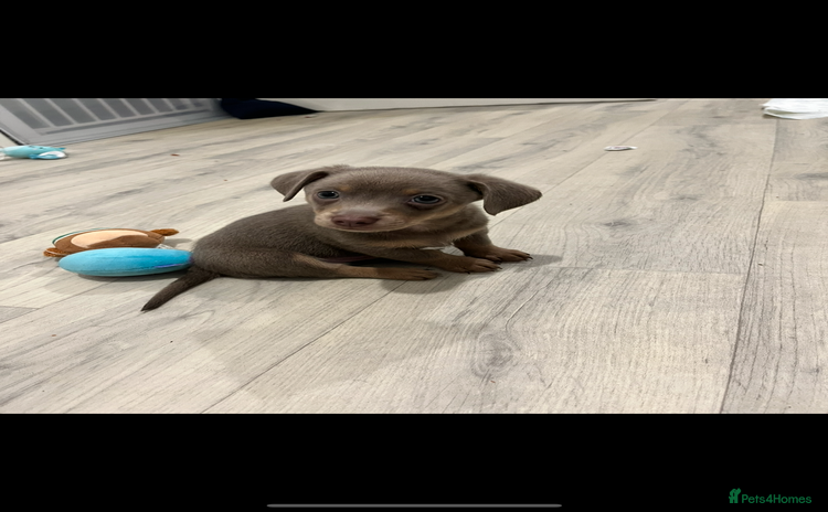 Dachshund dogs - Advert 7