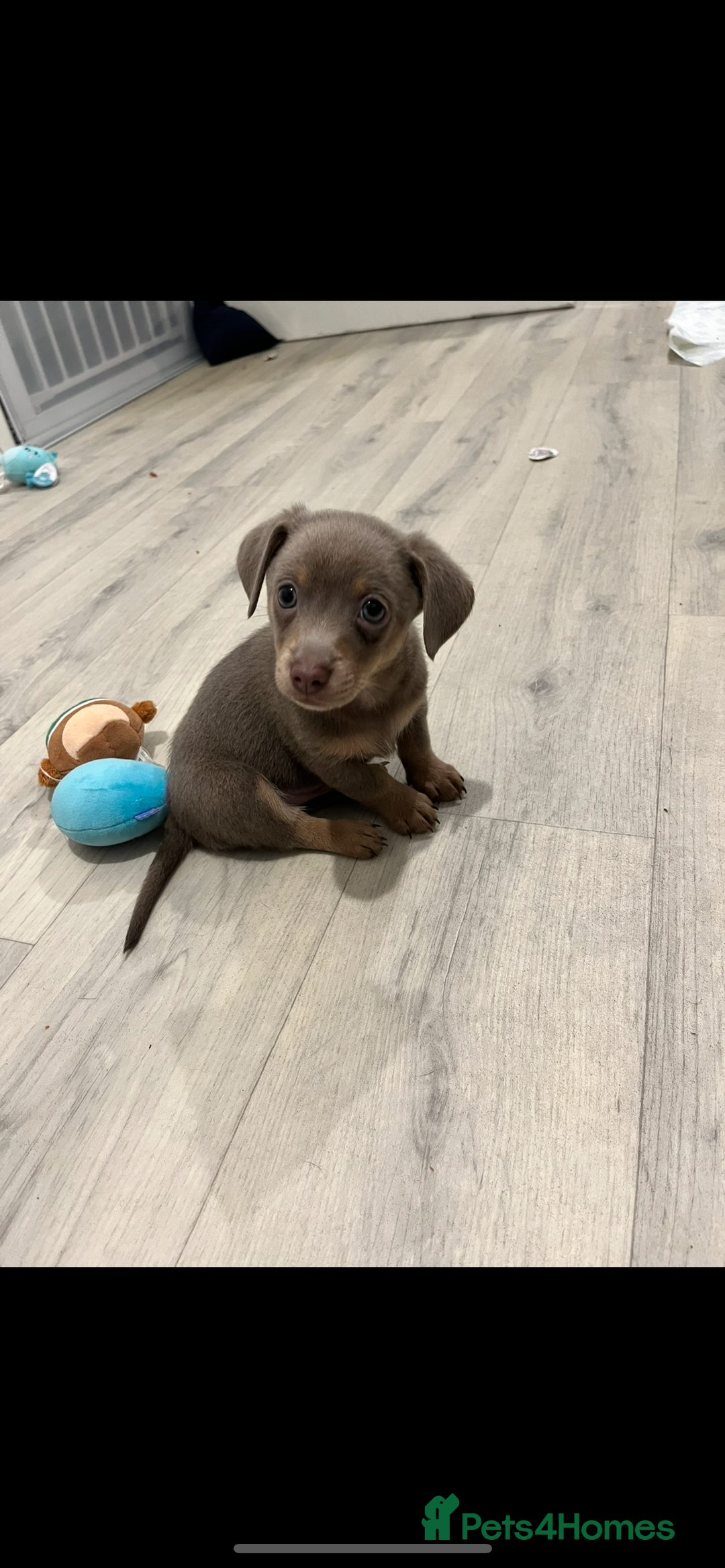 Dachshund dogs for sale: Dachshund puppies ready to leave !  - Image 1