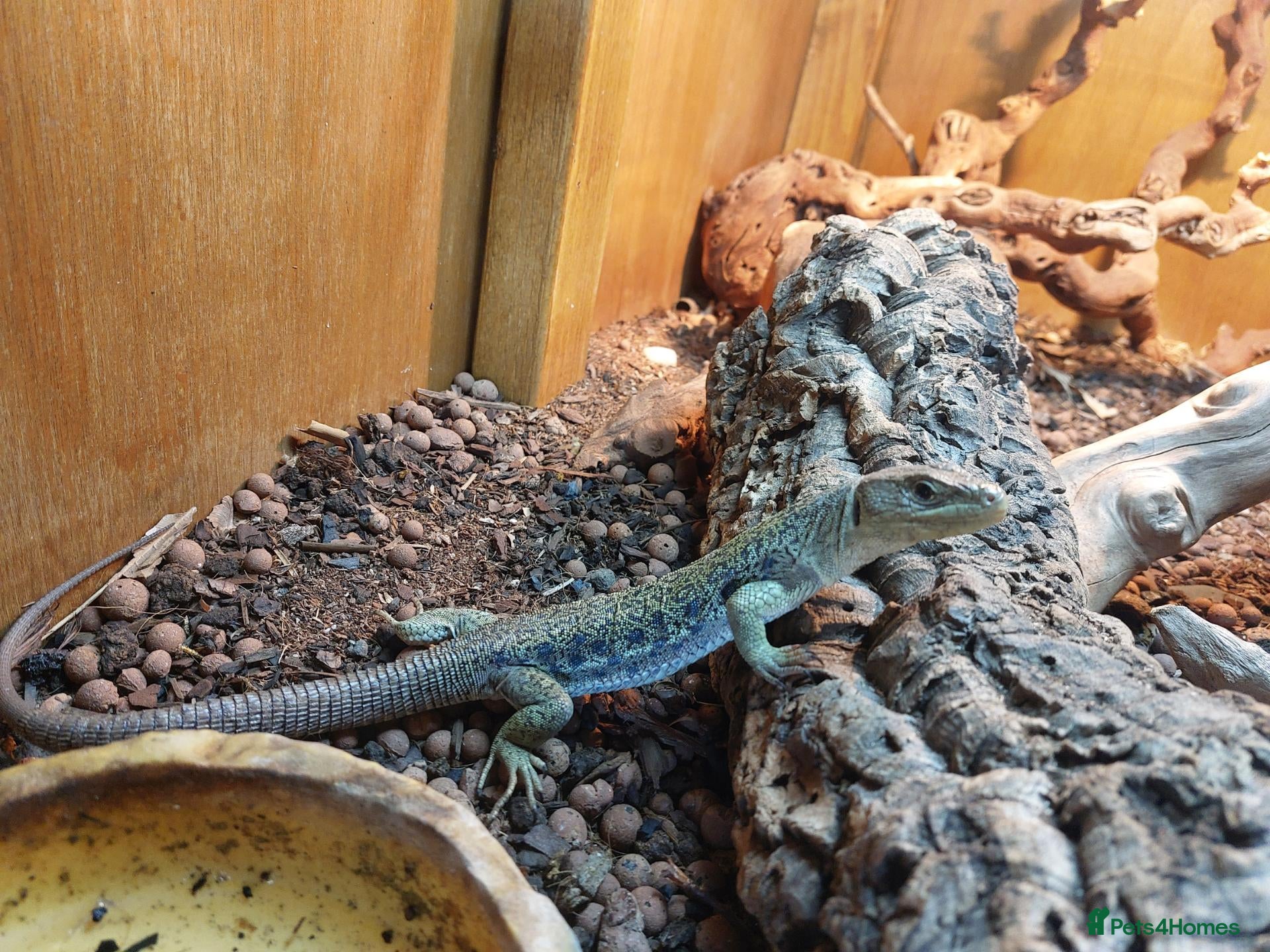 Lizard reptiles European eyed lizards - Advert 6