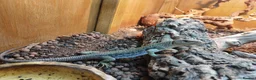 Lizard reptiles for sale: European eyed lizards - Advert 1