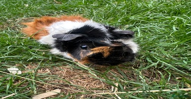 Guinea Pig rodents - Advert 6