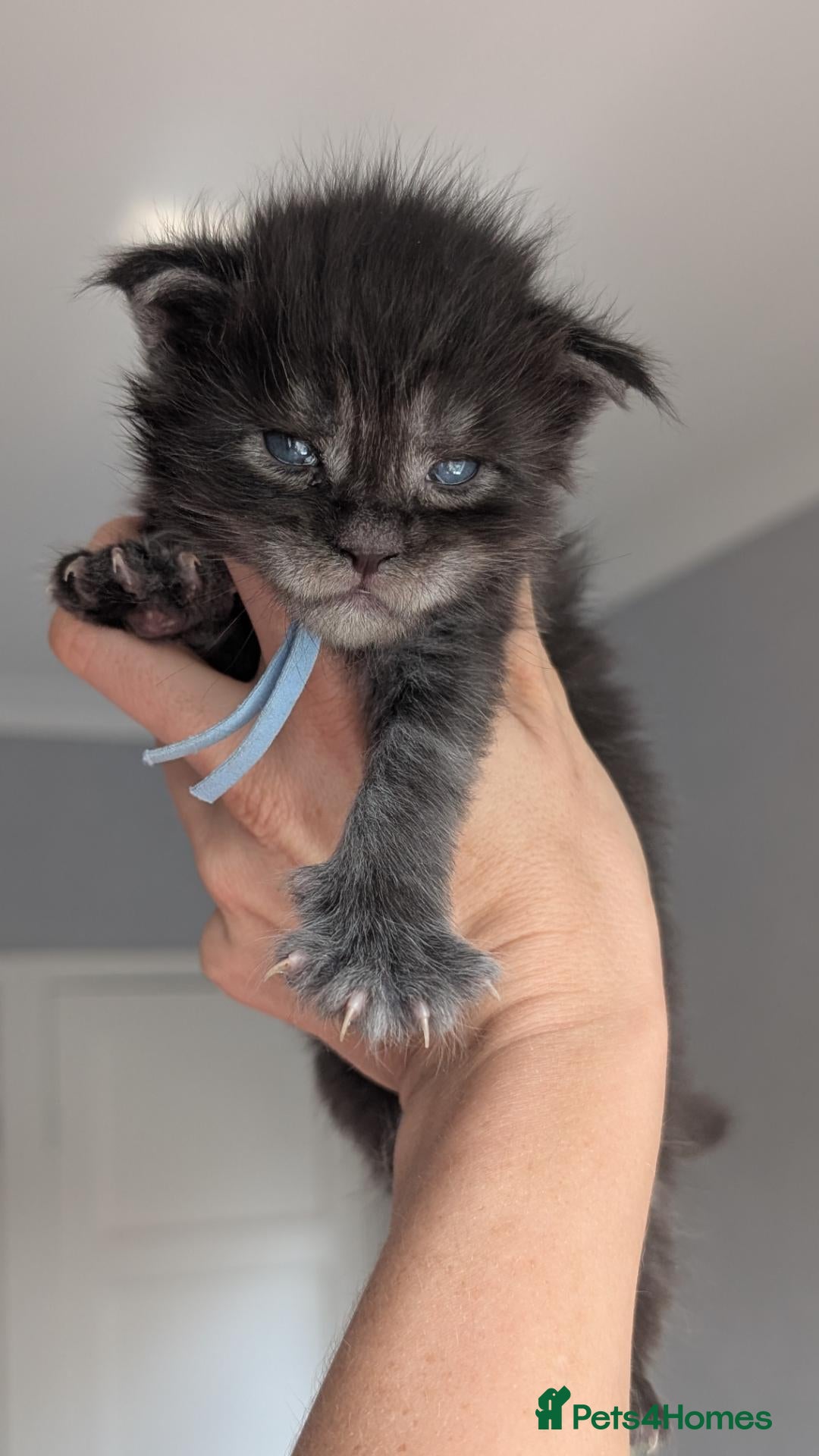 Maine Coon cats Black&Black Smoke Tica registered  - Advert 1