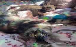 Maine Coon cats for sale: Clover 🍀 11 week old Maincoon x Sphinx girl - Image 5