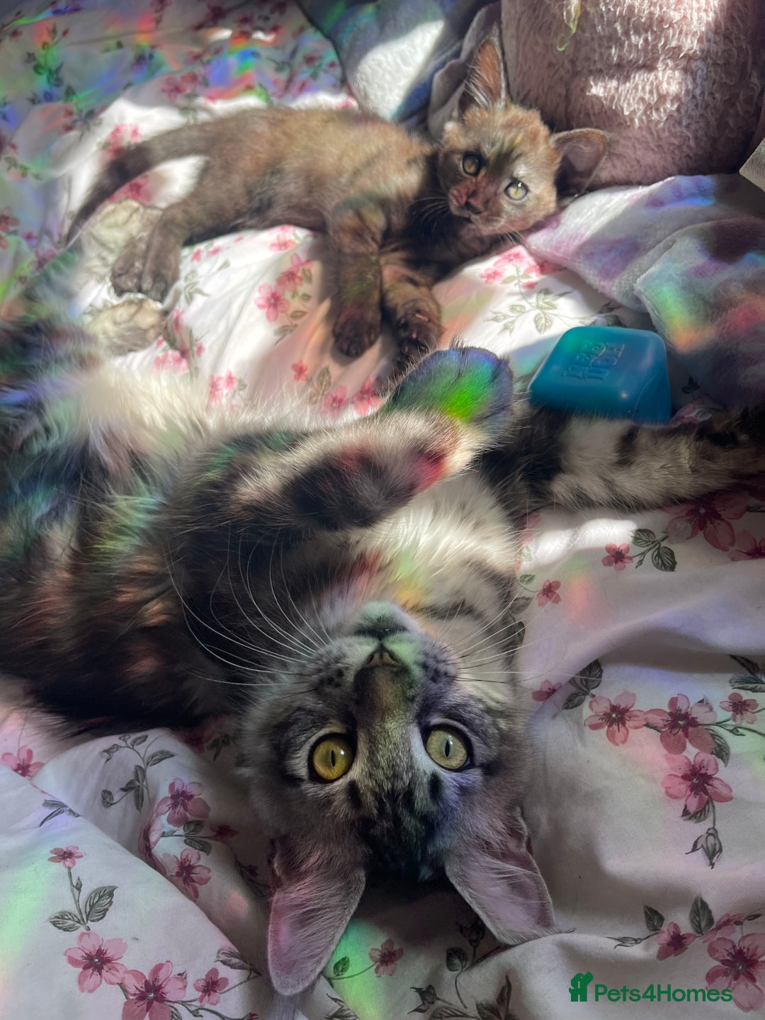 Maine Coon cats for sale: Clover 🍀 11 week old Maincoon x Sphinx girl - Image 5